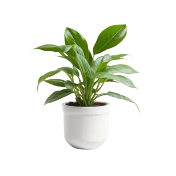 a green plant in a white pot