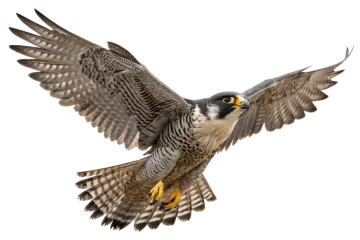 a bird that is flying in the air