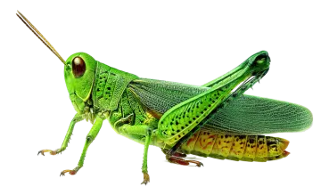 a green grasshopper on a white background