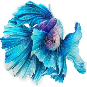 a blue and purple fish on a white background