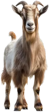 a goat that is standing up and looking at the camera