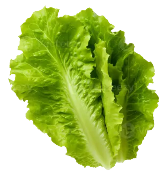 a lete leaf on a white background
