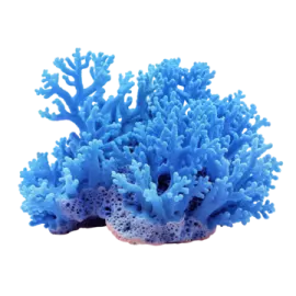 a blue coral on a white background