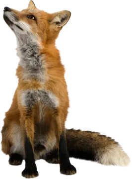 a red fox sitting down and looking up