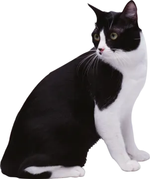 a black and white cat sitting on a white background