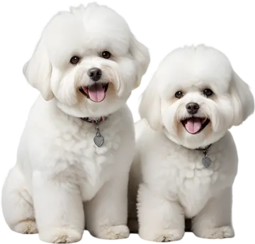 two white dogs sitting next to each other dogs