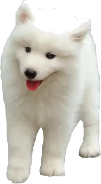 a small white dog with its tongue out