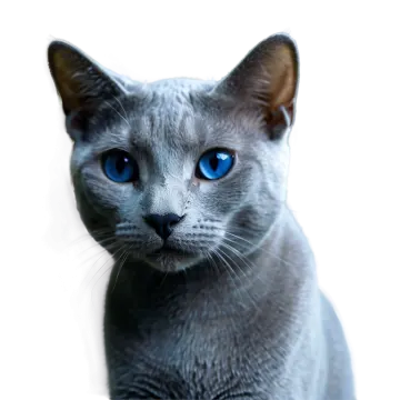 a close up of a cat with blue eyes