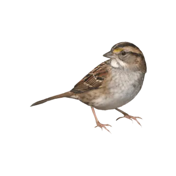 a small bird standing on a white surface