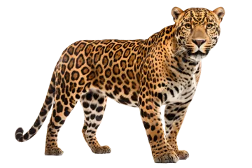 a leopard standing on a white background