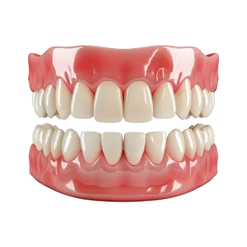 a close up view of the front teeth