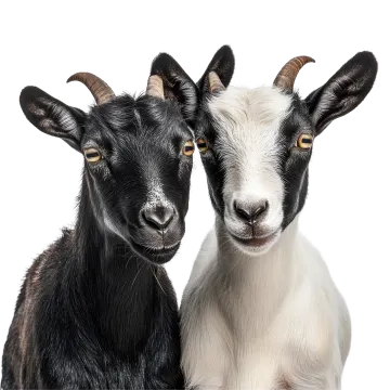 two black and white goats