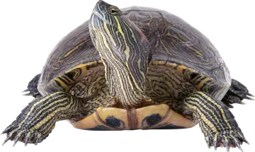 a turtle on a white background