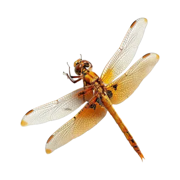 a yellow dragon on a white background