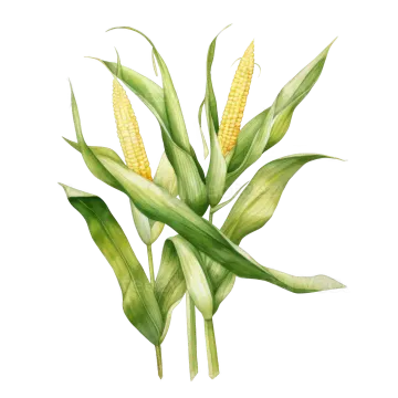 an illustration of corn on a white background