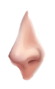 an illustration of a nose