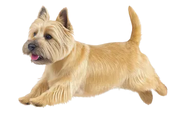 a small dog standing on a white background