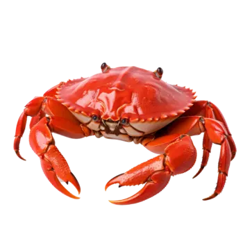 a crab on a white background