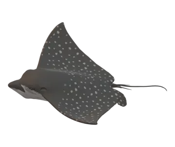 a black spotted manta on white background