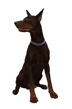 a brown dog with a collar sitting down