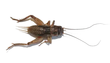 a dead cricket on a white background