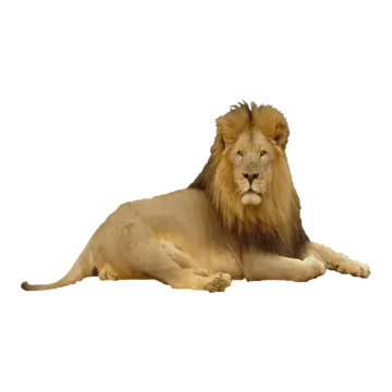 a lion laying down on a white background