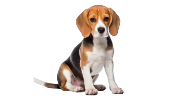a beagle puppy sitting on a white background
