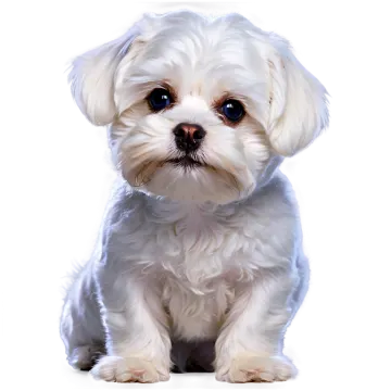a small white dog sitting on a white surface