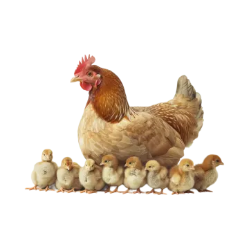 a chicken and her chicks are standing together