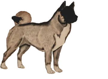 a dog standing in front of a white background
