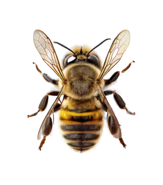 a bee on a white background
