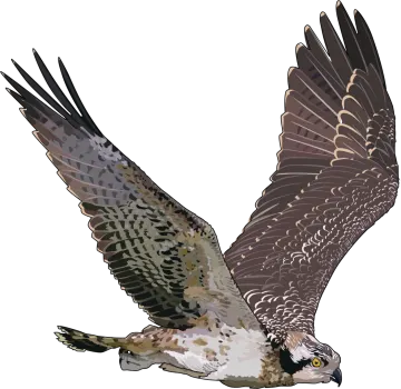a bird flying with its wings spread