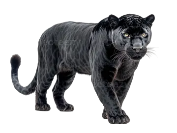 a black jaguar standing on a white background