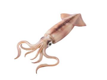 an octopus is shown on a white background