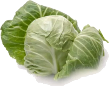 a head of cabbage