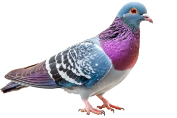 a close up of a pigeon on a white background