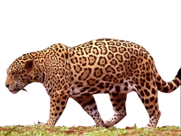 a large leopard walking across a lush green field