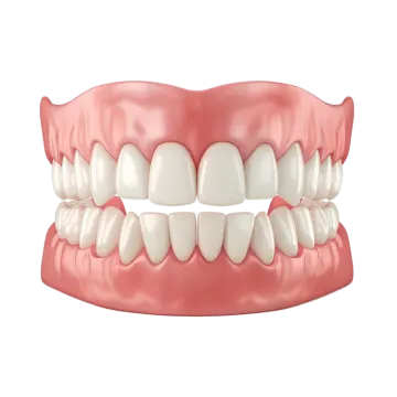 a model of the teeth