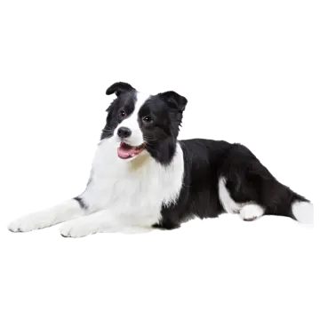 a black and white dog laying on the ground