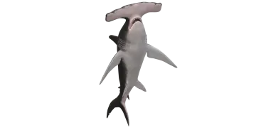 a shark with its mouth open in the air