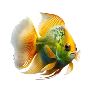 an orange and yellow fish with a white background