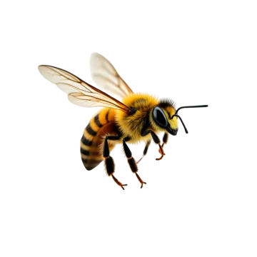 a bee flying in the air on a white background