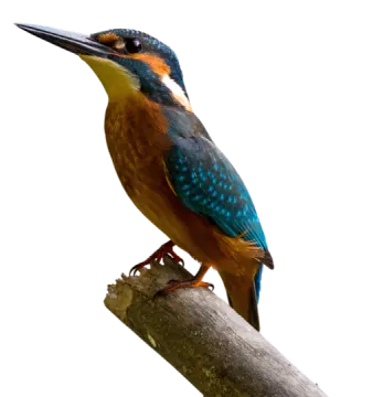 the bird is sitting on a branch