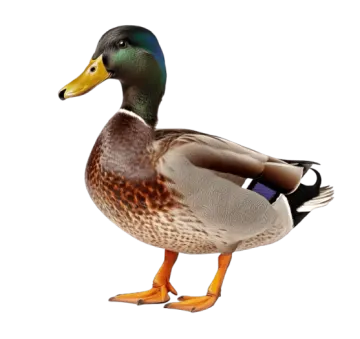a duck standing on a white surface