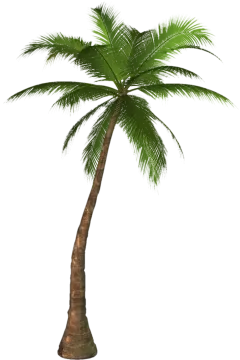 a palm tree on white background