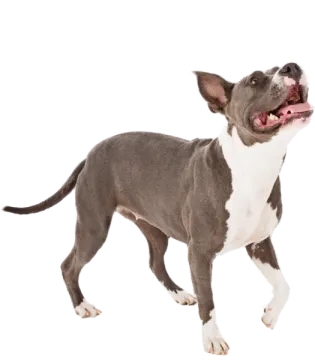 a small gray and white dog with its mouth open