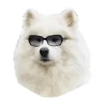 a white dog with sunglasses on it's face