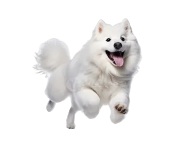 a white dog running in the air