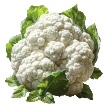 a bunch of caulia on a white background