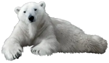 a polar bear laying down on the ground